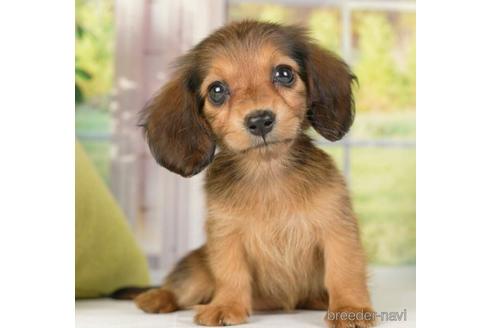 成約済の神奈川県のミニチュアダックスフンド(ロングヘアード)-236315の4枚目